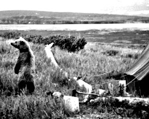 Radium Hot Springs Bear_in_camp_old_photography 25kb