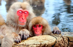 Hot Springs Guide - Macaques