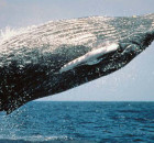 620 pxHumpback Whale Breaching Photo by Wanetta Ayers